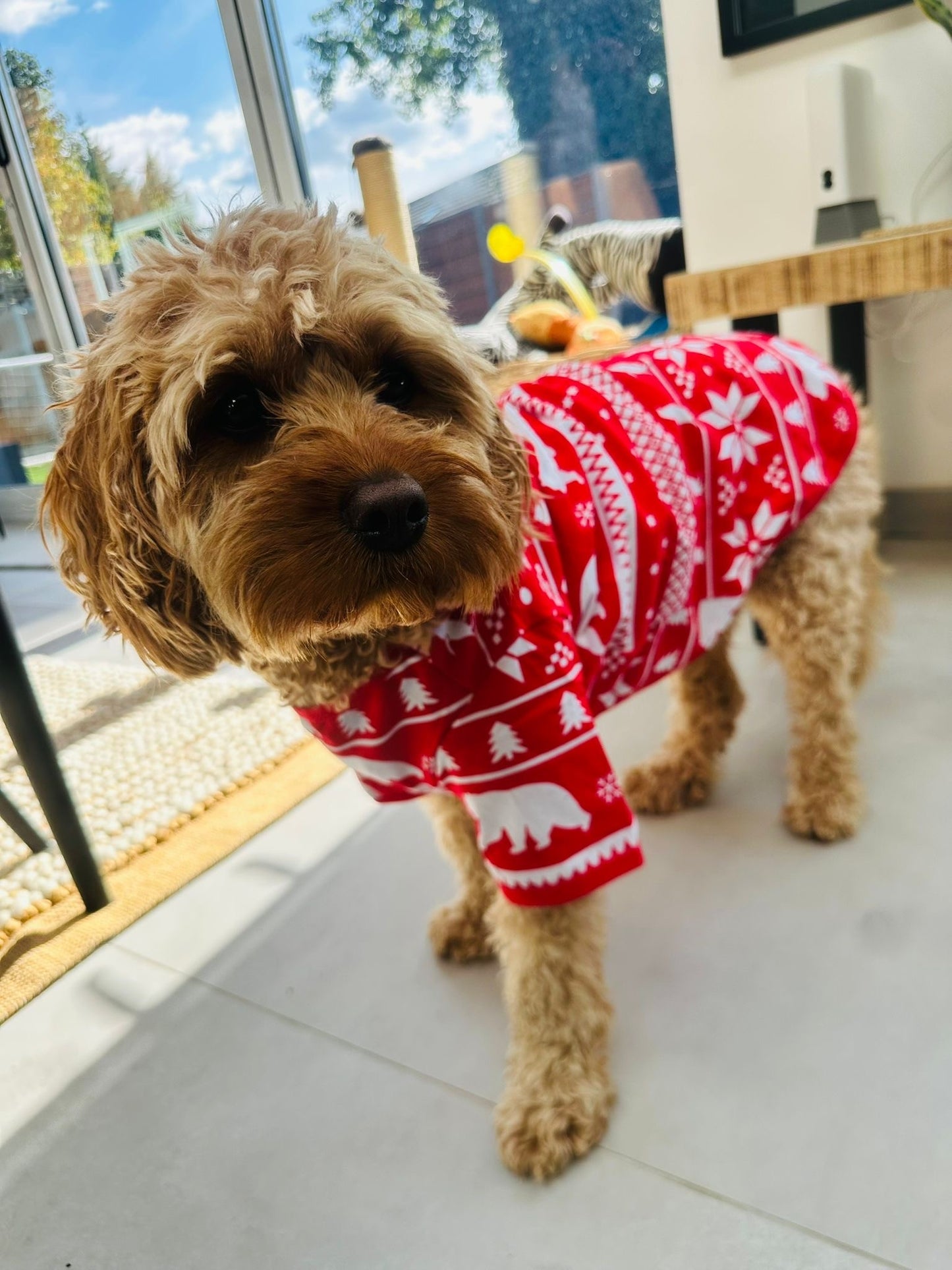 Dog Christmas Pyjamas